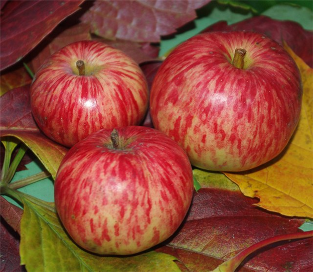 Сорт яблони Корично полосатое: фото, описание