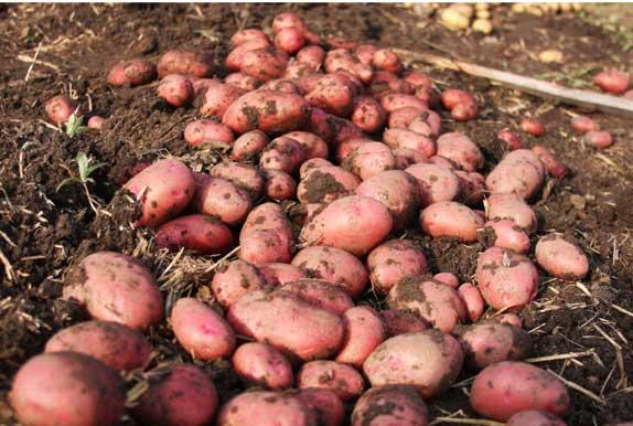 Сорт картофеля Ароза: фото и описание