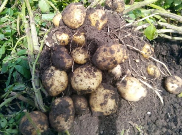 Сорт картофеля Чародей: фото и описание