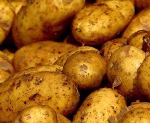 Сорт картофеля Чародей: фото и описание