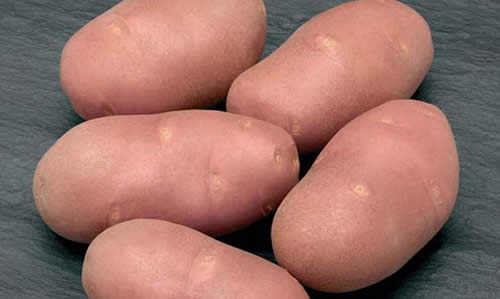 Сорт картофеля Дезире: фото и описание