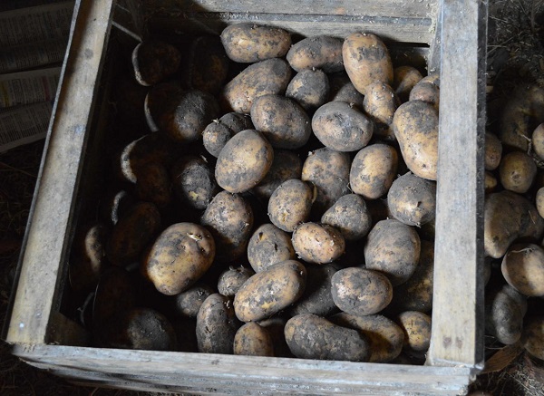 Сорт картофеля Джелли: фото и описание