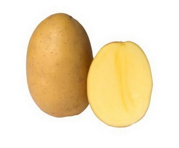 Сорт картофеля Евростарч: фото и описание