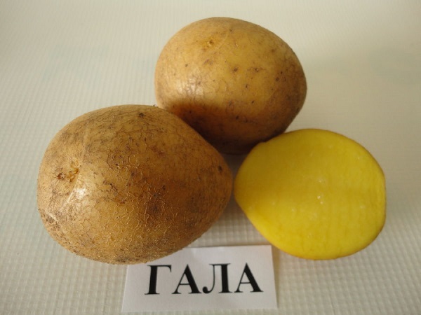 Сорт картофеля Гала: фото и описание
