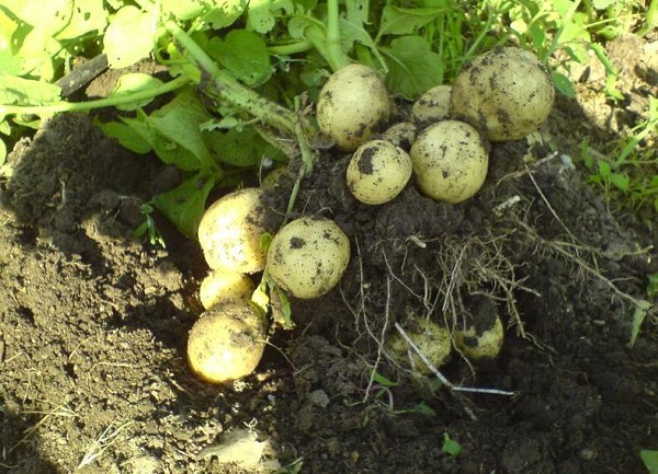 Сорт картофеля Гала: фото и описание