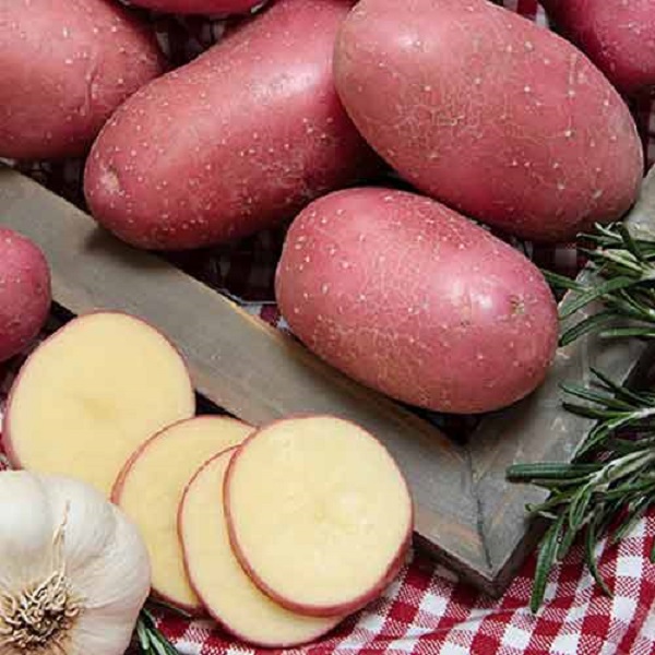 Сорт картофеля Хозяюшка: фото и описание