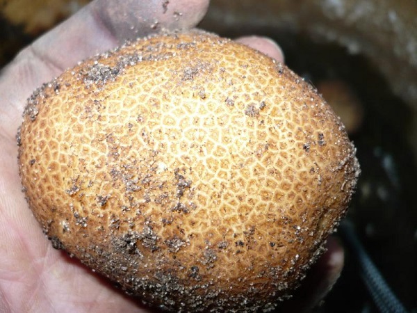 Сорт картофеля Киви: фото и описание