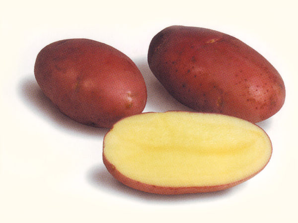 Сорт картофеля «Лабелла»: фото, описание