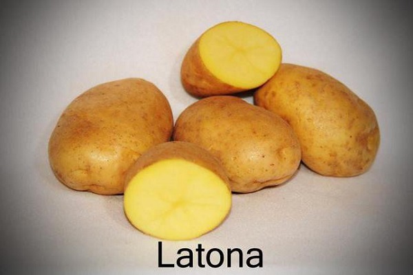 Сорт картофеля Латона: фото и описание