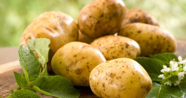 Сорт картофеля Лорх: фото и описание