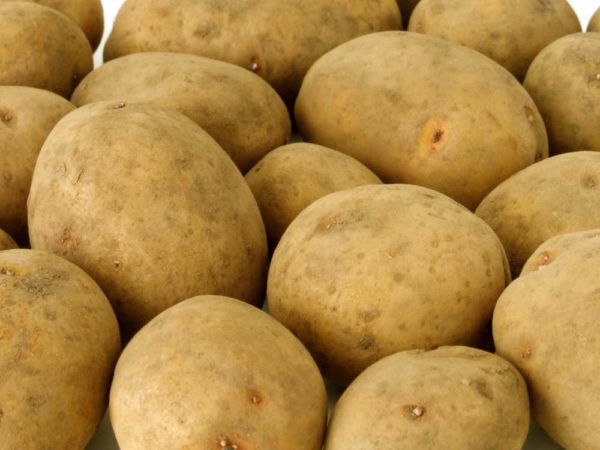 Сорт картофеля «Луговской»: фото и описание