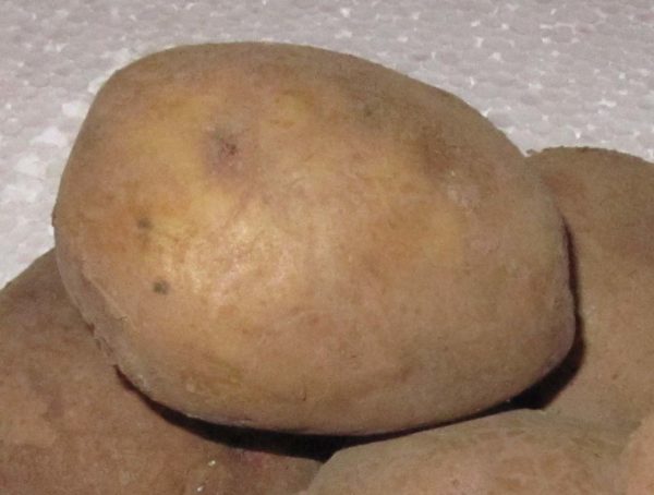 Сорт картофеля «Луговской»: фото и описание