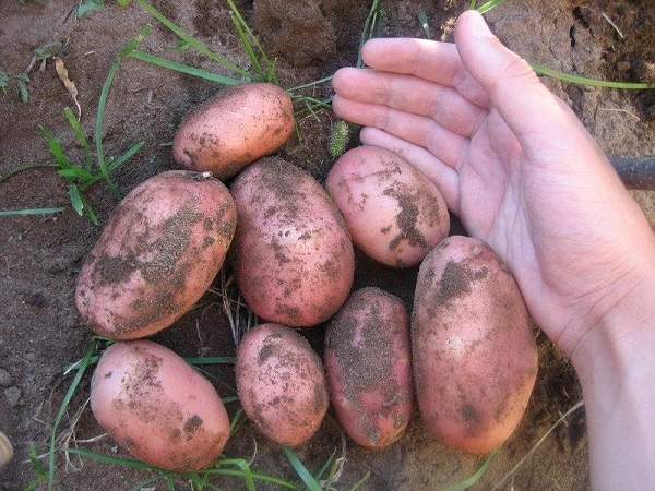 Сорт картофеля Нандина: фото, характеристика, отзывы