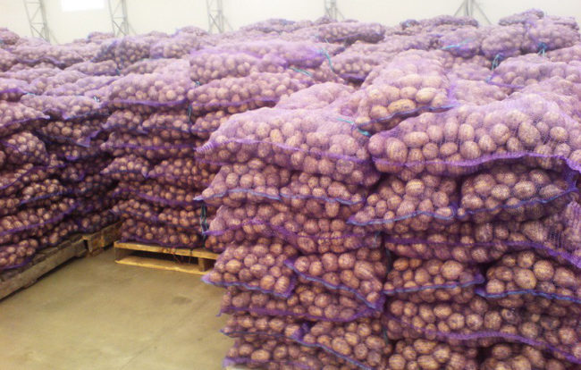 Сорт картофеля Ред Скарлетт: фото, описание, выращивание