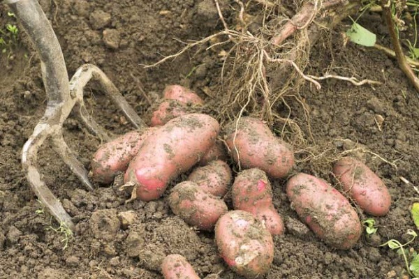 Сорт картофеля Родриго: фото и описание