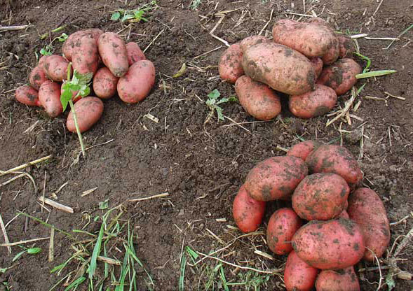 Сорт картофеля Розара: фото и описание