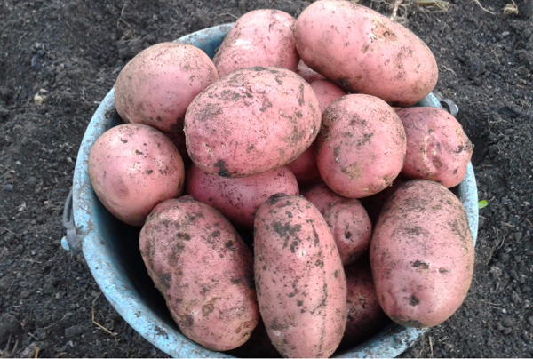 Сорт картофеля Шаман: фото и описание