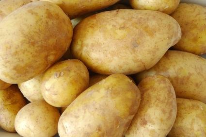 Сорт картофеля Щедрик: фото, описание, выращивание