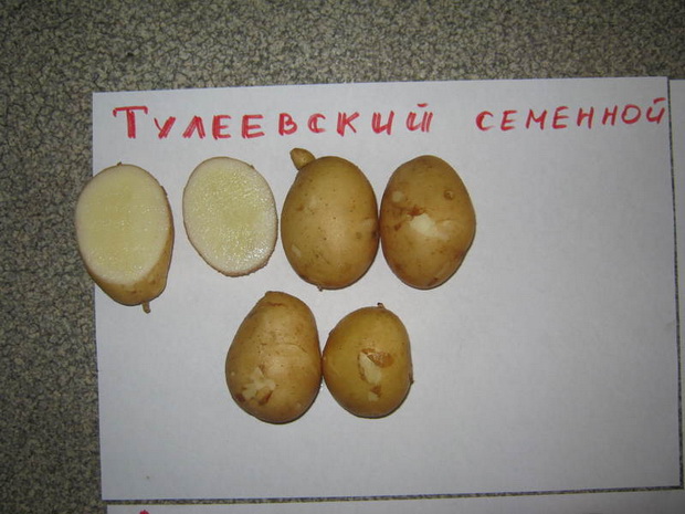 Сорт картофеля Тулеевский: фото, характеристика, отзывы