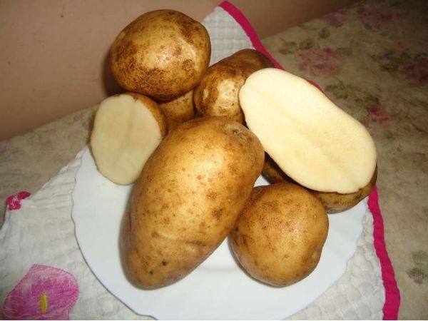 Сорт картофеля Удача: фото, описание