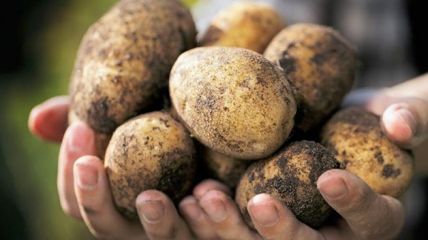 Сорт картофеля Уладар: фото и описание