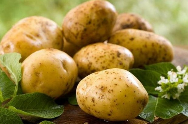 Сорт картофеля Уладар: фото и описание