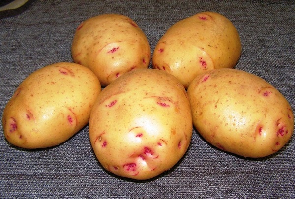 Сорт картофеля «Великан»: фото и описание