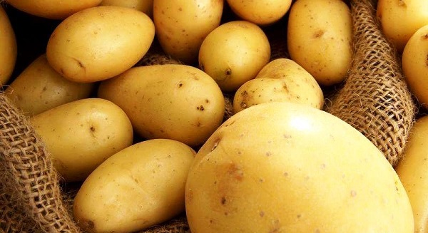 Сорт картофеля «Великан»: фото и описание