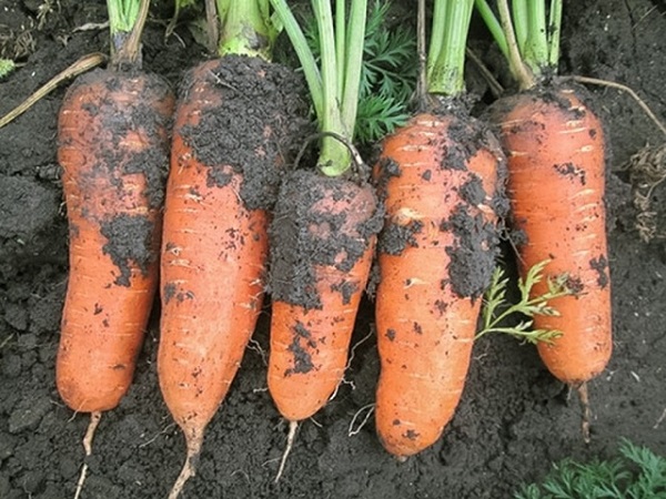 Сорт моркови Абако: фото и описание