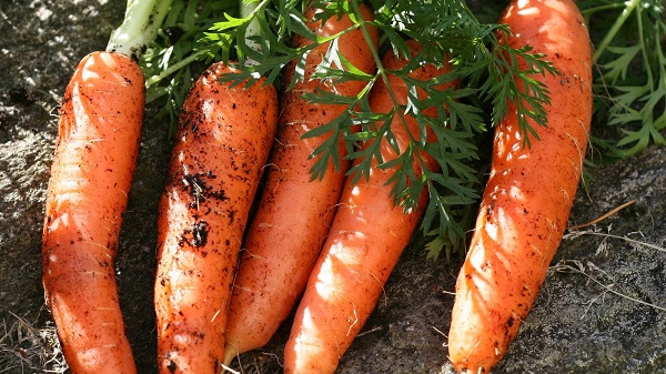 Сорт моркови Канада f1: фото и описание