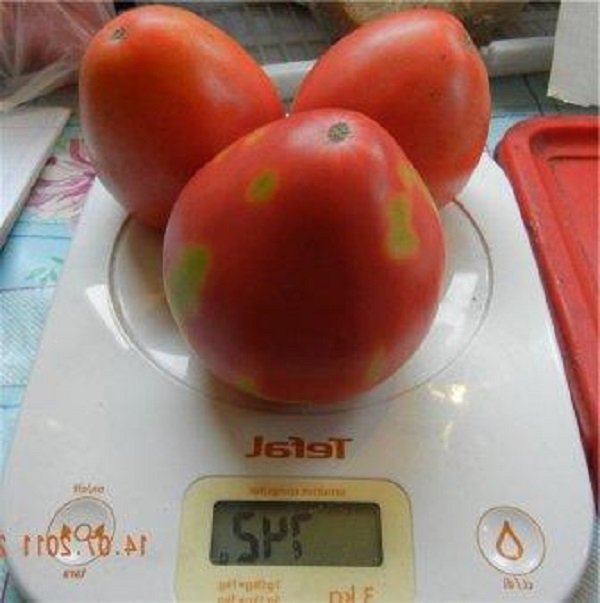 Сорт помидор Мазарини: фото и описание