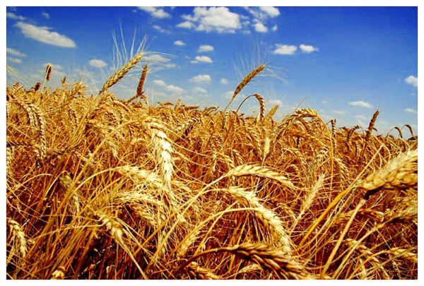 Сорт пшеницы «Юка»: фото, описание, урожайность