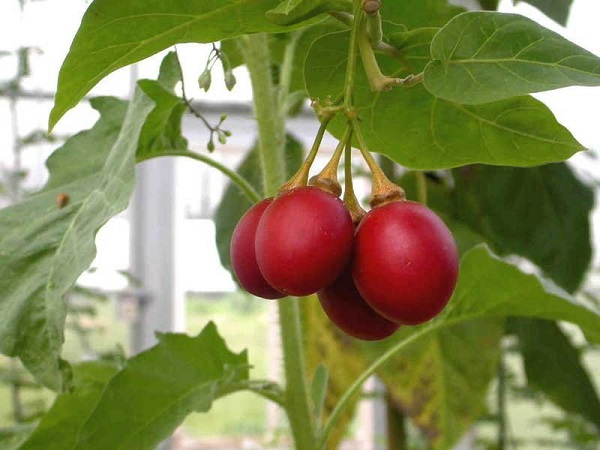 Сорт томатов Цифомандра: фото, описание, выращивание