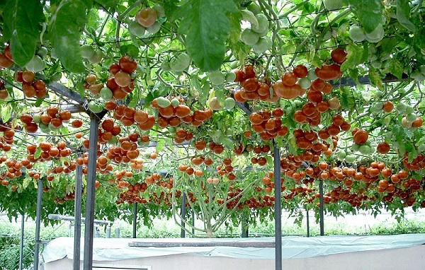 Сорт томатов Цифомандра: фото, описание, выращивание