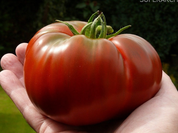Сорт томатов Цыган: фото и описание, выращивание