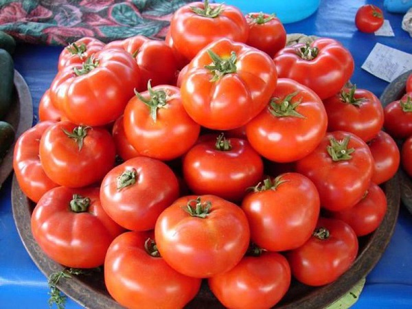 Сорт томатов Джина: фото и описание