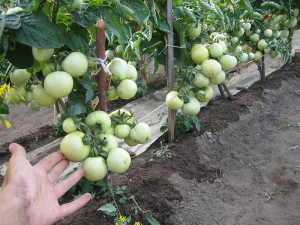Сорт томатов Красная шапочка: фото и описание, выращивание