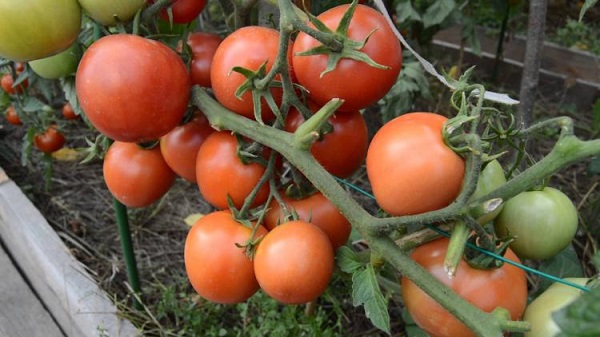 Сорт томатов Никола: фото, описание, урожайность, отзывы