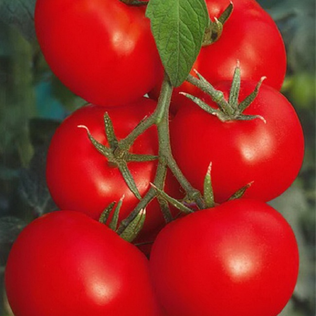 Сорт томатов Оля F1: фото и описание