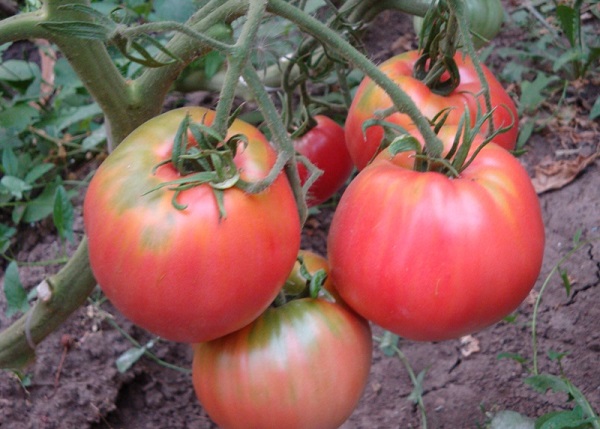 Сорт томатов Розовый спам F1: фото, описание, уход