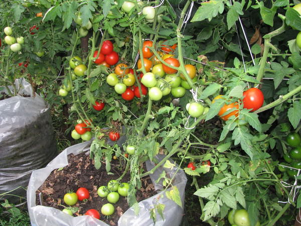 Сорт томатов Спрут: фото и описание