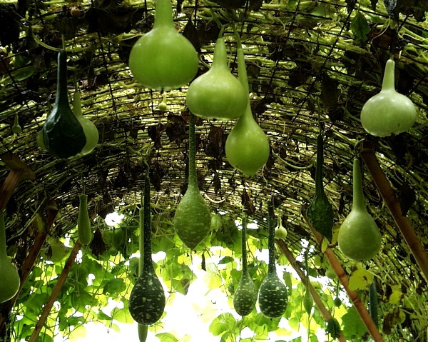Сорт тыквы Гусь в яблоках: фото и описание