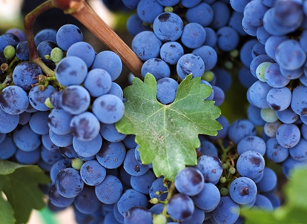 Сорт винограда Изабелла: фото, описание, уход