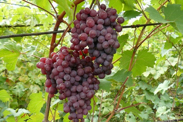 Сорт винограда Русский ранний: фото и описание
