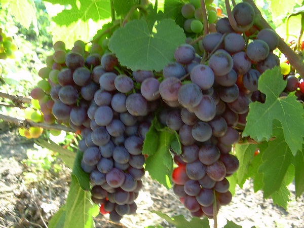 Сорт винограда Русский ранний: фото и описание