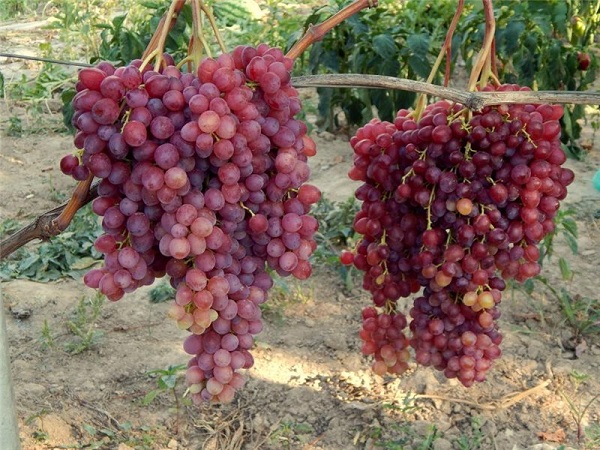 Сорт винограда Велес: фото и описание