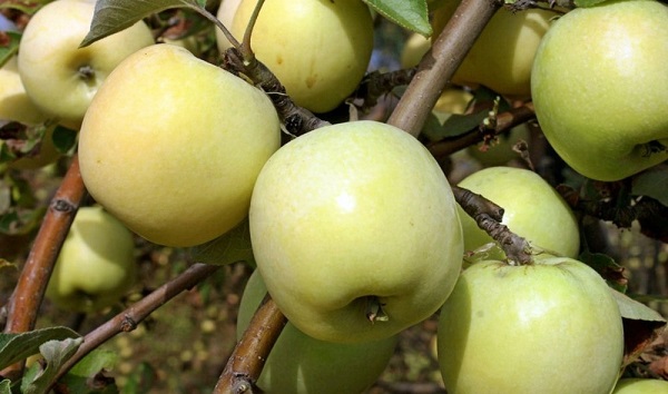 Сорта яблони: фото и описание