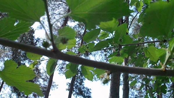 Тутовое дерево: фото, описание, уход