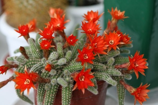 Виды домашних кактусов: фото и описание