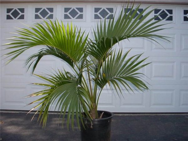 Виды пальм: фото и описание
